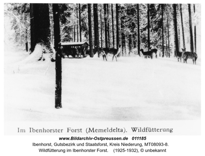 Ibenhorst, Wildfütterung im Ibenhorster Forst