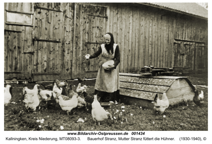 Kallningken, Bauerhof Stranz, Mutter Stranz füttert die Hühner
