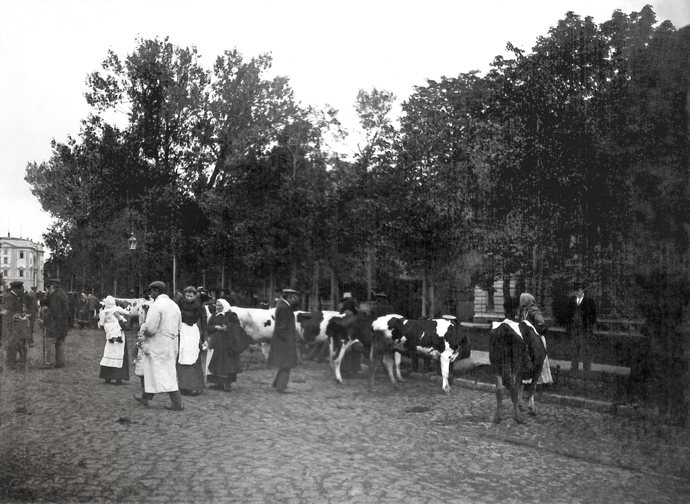 Tilsit, Viehmarkt auf dem Anger