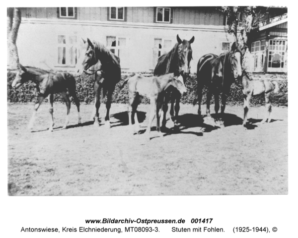 Antonswiese, Stuten mit Fohlen