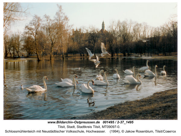 Tilsit, Schlossmühlenteich mit Neustädtischer Volksschule, Hochwasser