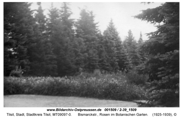 Tilsit, Bismarckstr., Rosen im Botanischen Garten
