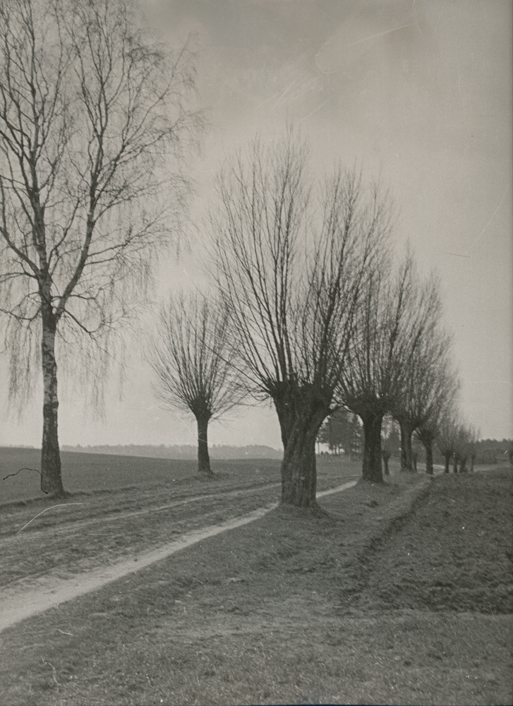 Nördliches Ostpreußen wo?, Feldweg mit Birke und Kopfweiden