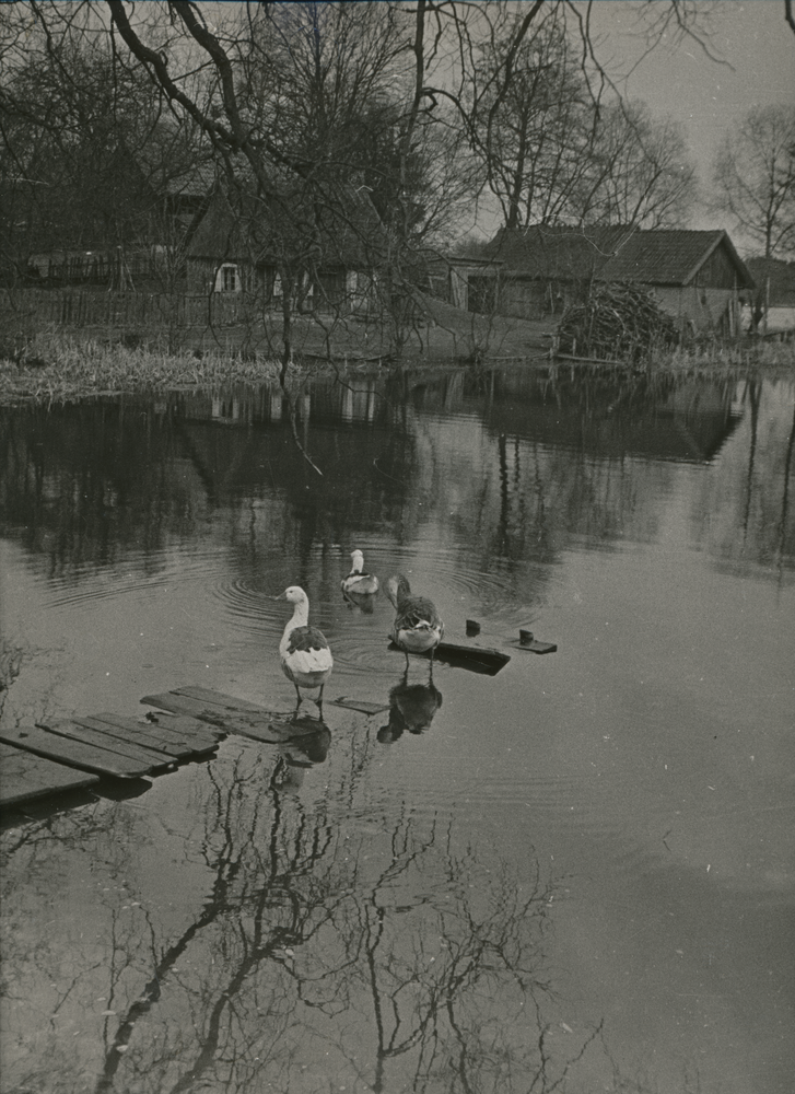 Masuren wo?, Häuser am See oder Teich mit Gänsen