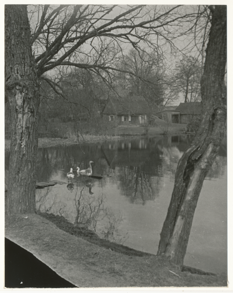 Masuren wo?, Häuser am See oder Teich mit Gänsen