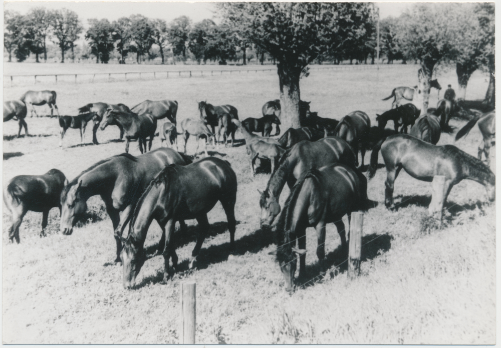 Groß Trakehnen, Vorwerk Kalpakin, Stuten und Fohlen der braunen Herde auf der Weide