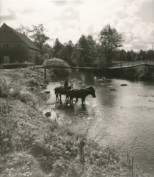 Nördliches Ostpreußen wo?, Pferde im Wasser