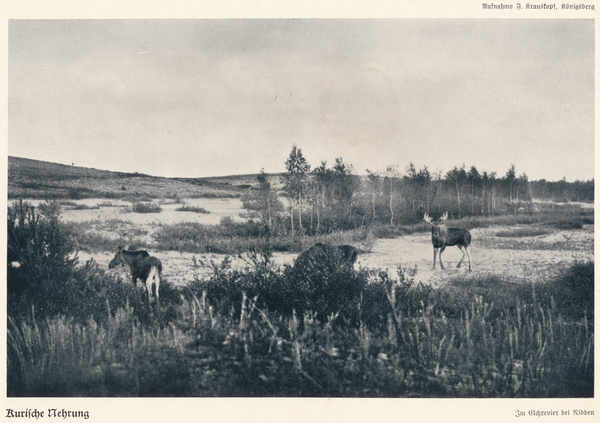 Kurische Nehrung, Im Elchrevier bei Nidden