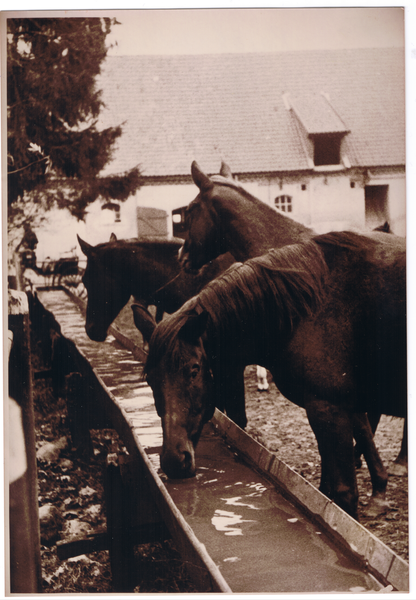 Groß Trakehnen, Vorwerk Bajohrgallen, Die Stutenherde an der Tränke vor dem Stall