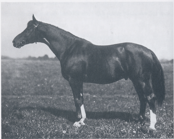 Groß Trakehnen, Hauptbeschäler "Hirtensang"