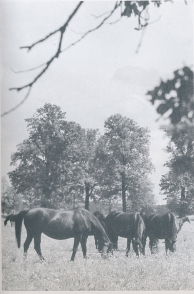 Groß Trakehnen, Grasende Stuten