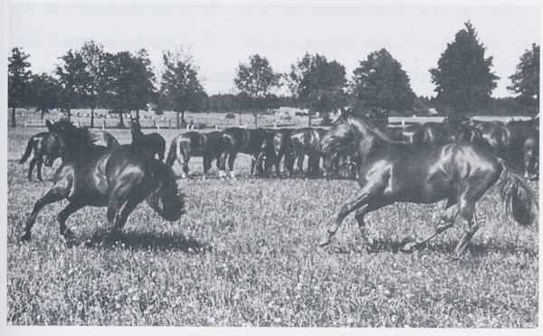 Neu Budupönen, Vorwerk Hauptgestüt Trakehnen, Zweijährige Hengste im Galopp auf der Weide