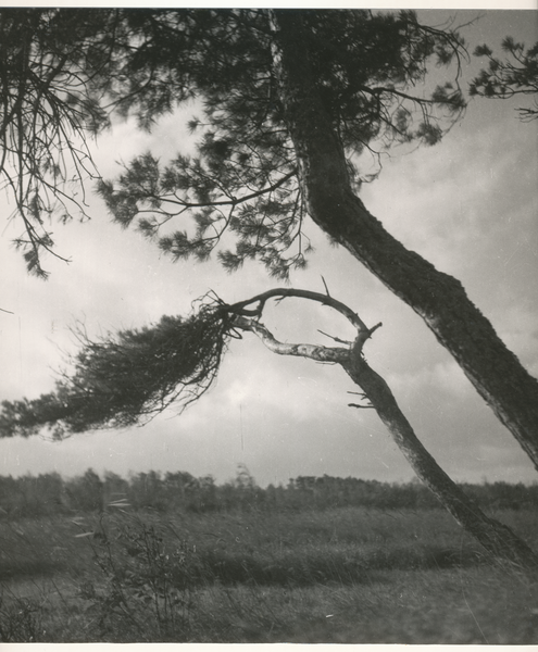 Kurische Nehrung, Nehrungskiefern