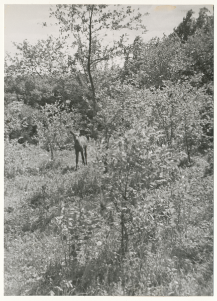 Kurische Nehrung, Elchkalb