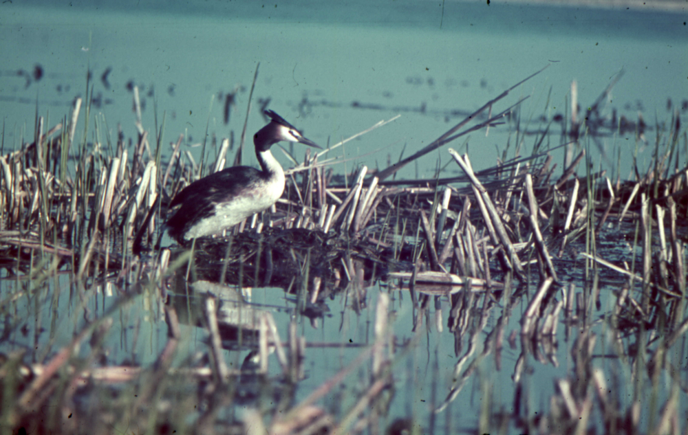 Nordenburger See, Haubentaucher am Nest