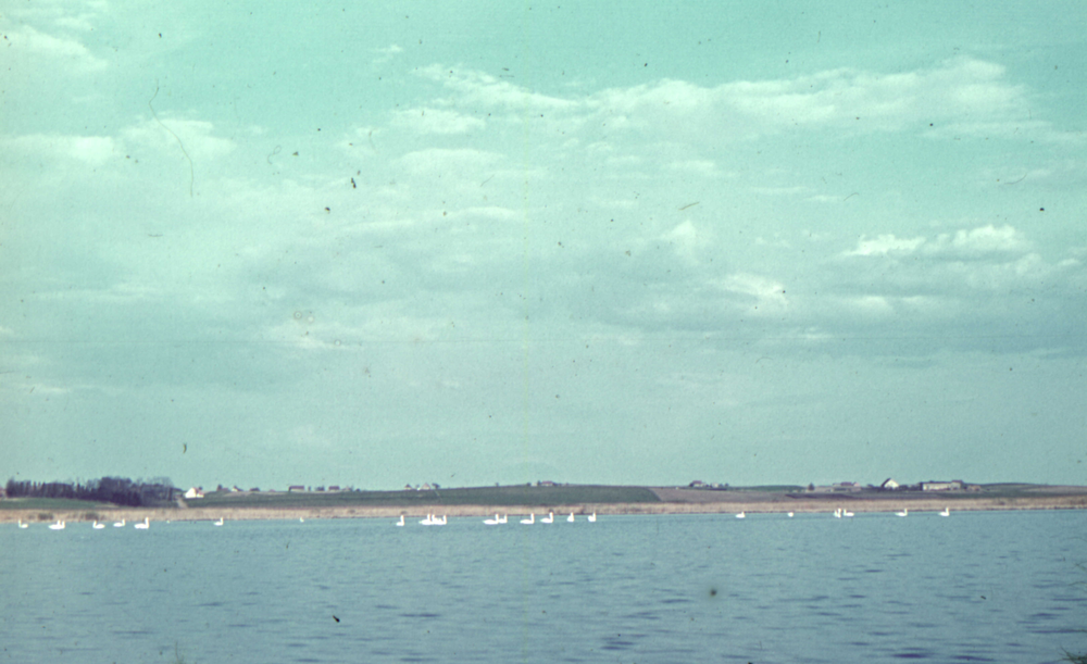 Nordenburger See, Höckerschwäne