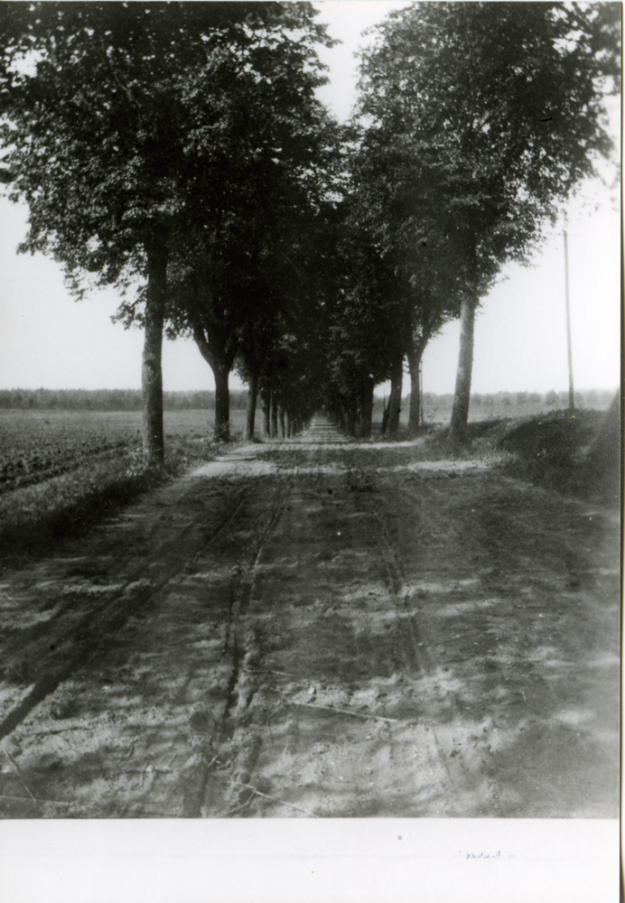 Dietrichswalde Kr. Bartenstein, Gut, "Lindenallee" = Weg nach Losgehnen