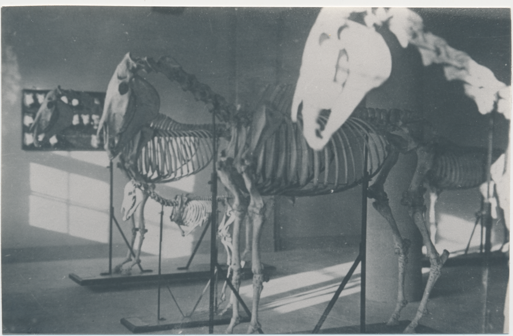 Groß Trakehnen, Blick in das Museum im Mittelbau des Hauptbeschälerstalles