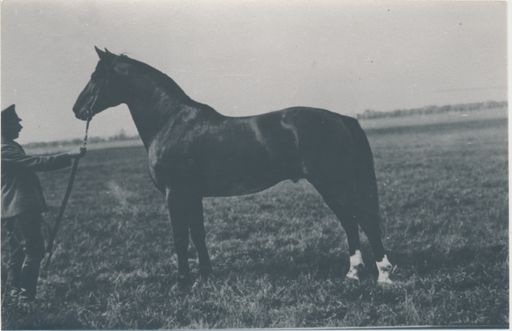 Groß Trakehnen, Hauptbeschäler "Poseidon"