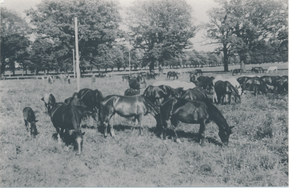 Groß Trakehnen, Vorwerk Bajohrgallen, Stutenherde auf der Weide