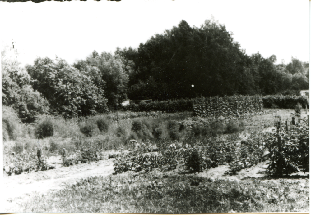 Pohiebels Kr. Bartenstein, Gut, Gemüsegarten