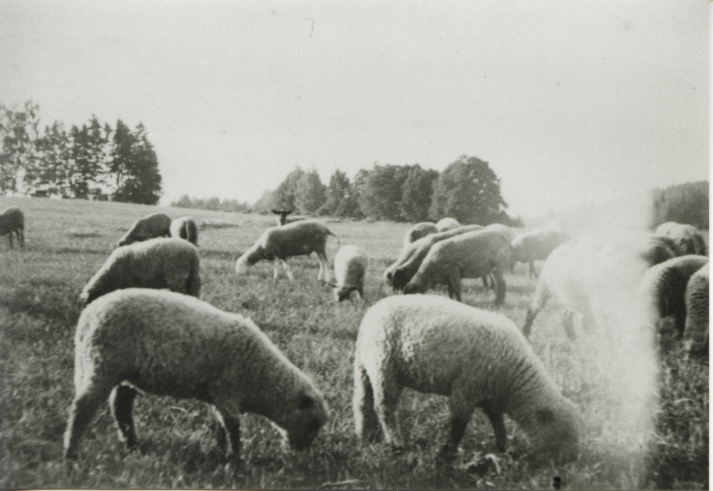 Pohiebels Kr. Bartenstein, Gut, Teil der Schafherde, Baumgruppe links im Hintergrund ist der Gutsfriedhof