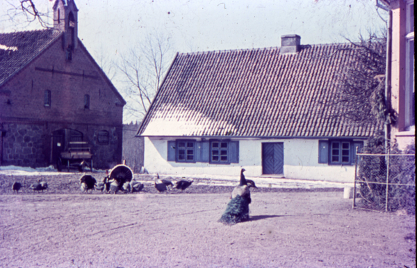 Klein Guja, Ziergeflügel (Pfau und Truthühner) auf dem Gutshof