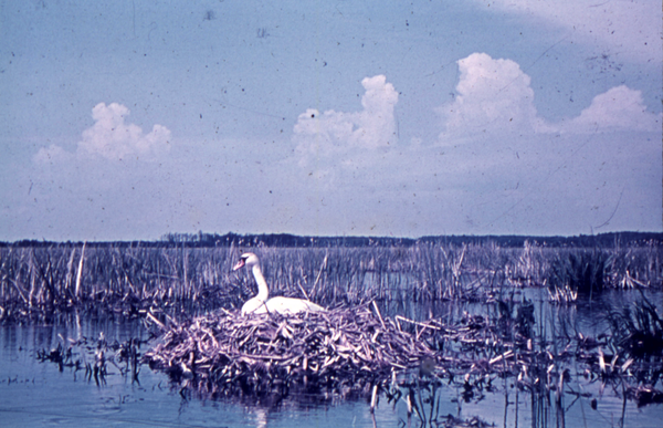 Nordenburger See, Brütender Höckerschwan