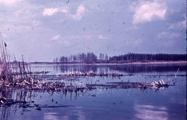 Nordenburger See,  Blick zum Kossenhewel (Insel)