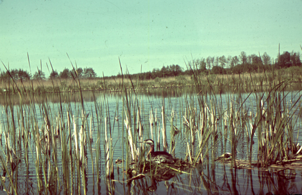 Nordenburger See, Brütender Rothalstaucher