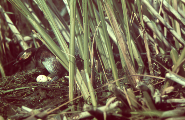 Nordenburger See, Schwarzhalstaucher am Nest