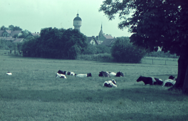 Cranz Kr. Samland, Ortsansicht, Stadtrand mit Wasserturm und Kühen