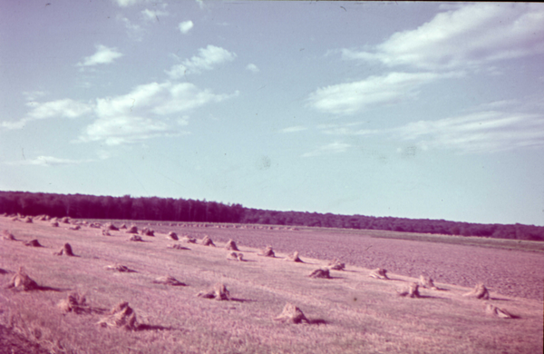 Cranz Kr. Samland, Getreidefeld nach der Ernte