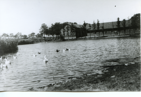 Dietrichswalde Kr. Bartenstein, Gut, Hofteich von Süden, dahinter der Kuhstall