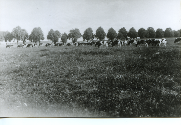 Dietrichswalde Kr. Bartenstein, Gut, Herdbuchherde auf der Weide