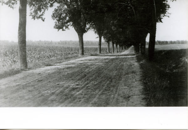 Dietrichswalde Kr. Bartenstein, Gut, "Ahornallee" = Weg zur Straße Bartenstein-Bischofstein