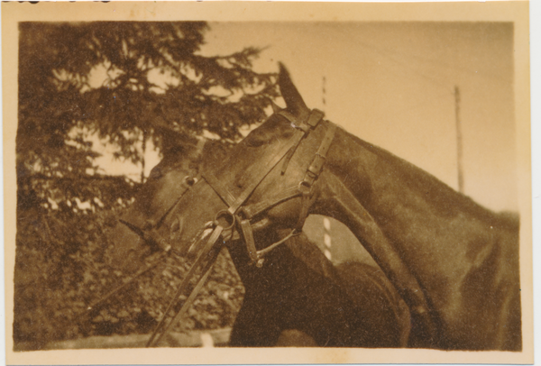 Groß Trakehnen, Trakehner Pferdeköpfe