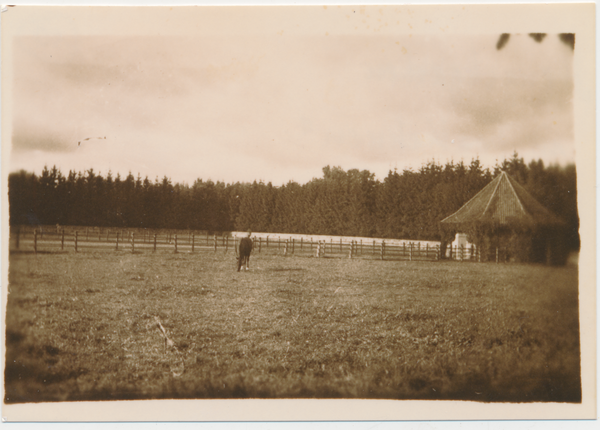 Groß Trakehnen, Hengstpaddock