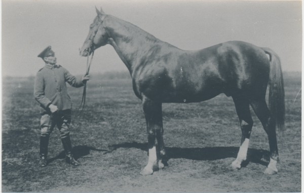 Groß Trakehnen, Hauptbeschäler "Großinquisitor" xx