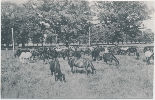 Groß Trakehnen, Vorwerk Bajohrgallen, Stutenherde auf der Weide