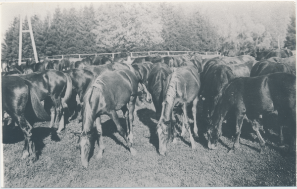 Groß Trakehnen, Alter Hof, Fuchsstutenherde auf der Weide