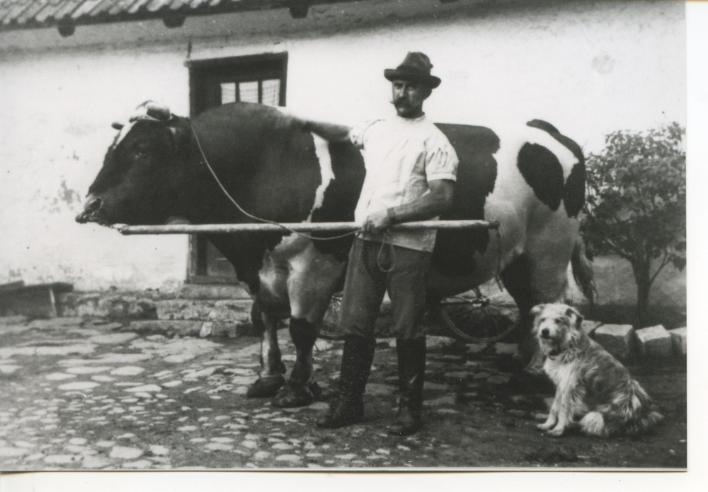 Sehmen, Oberschweizer Friedrich Kirschnick mit dem Herdbuchbullen