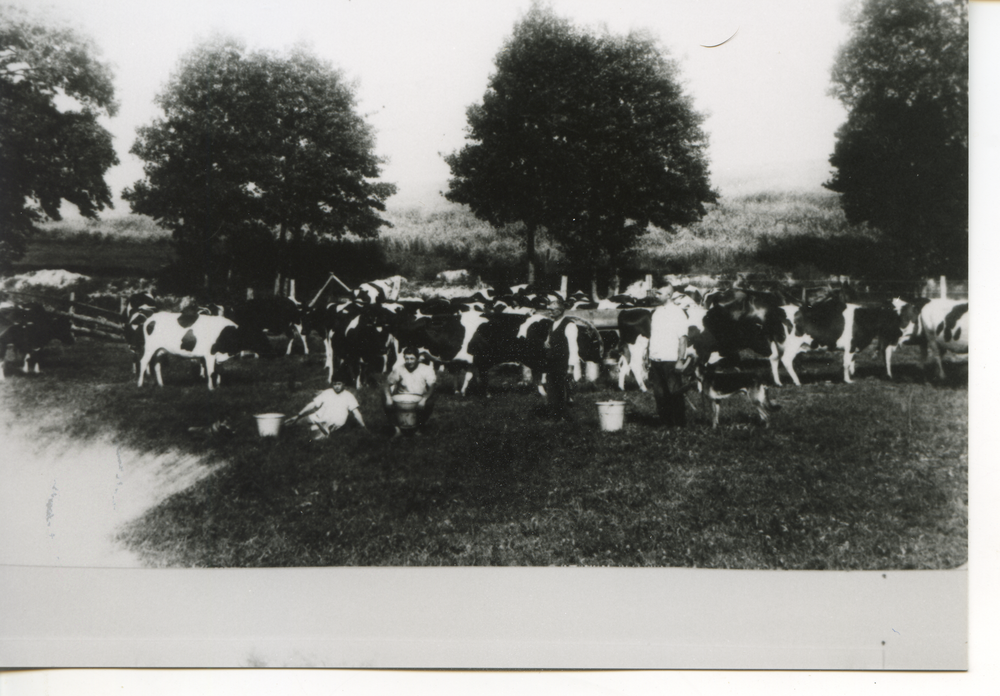 Sehmen, Herdbuchherde mit Melkern auf der Weide am Oberwald