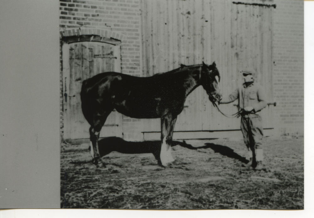 Sehmen, Fritz Kunter mit Pferd auf dem Hof