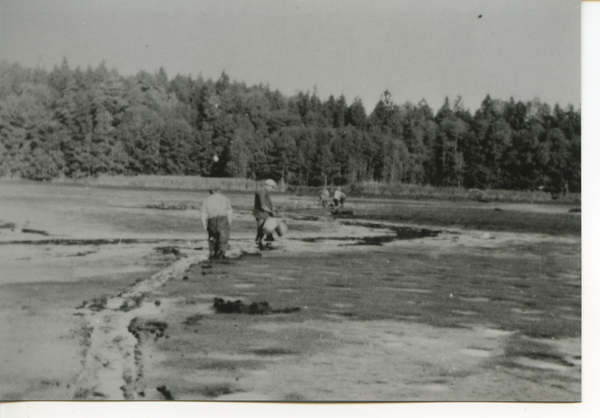 Kobbern, Waldteich zur Zeit des Karpfen- und Schleifischens im abgelassenen Teich