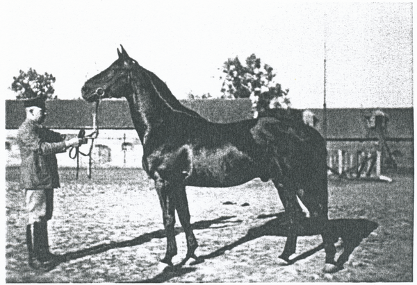 Röseningken, Gutshof, Privatgestüt, Gestüter Otto Hardt mit Hengst