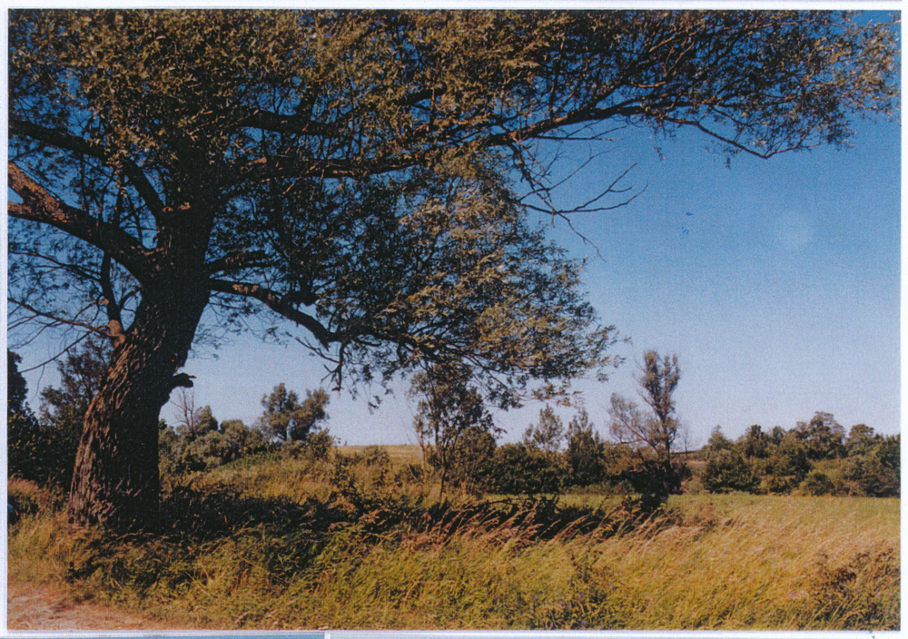 Christiankehmen (Майское), Blick vom Süden