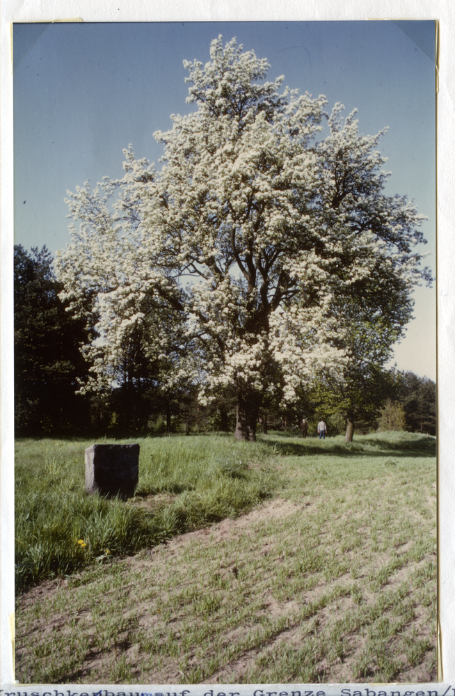 Sabangen (Samagowo), Kruschkebaum auf der Grenze Sabangen- Kompitten (Kapity) mit Grenzstein