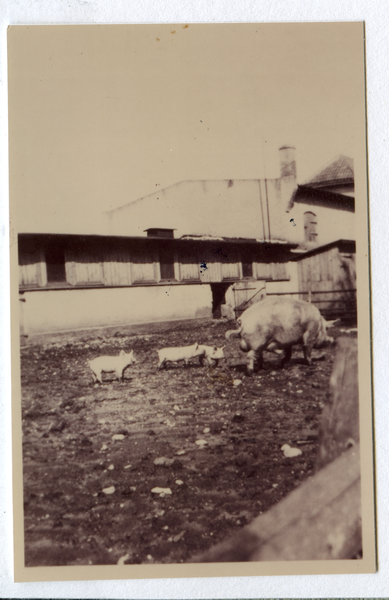 Lindenau Kr. Osterode, Am Schweinestall des Gutes