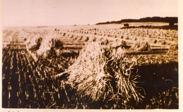 Mertinsdorf Kr. Osterode, Gerstenfeld in Hocken auf dem Acker von Richard Krüger